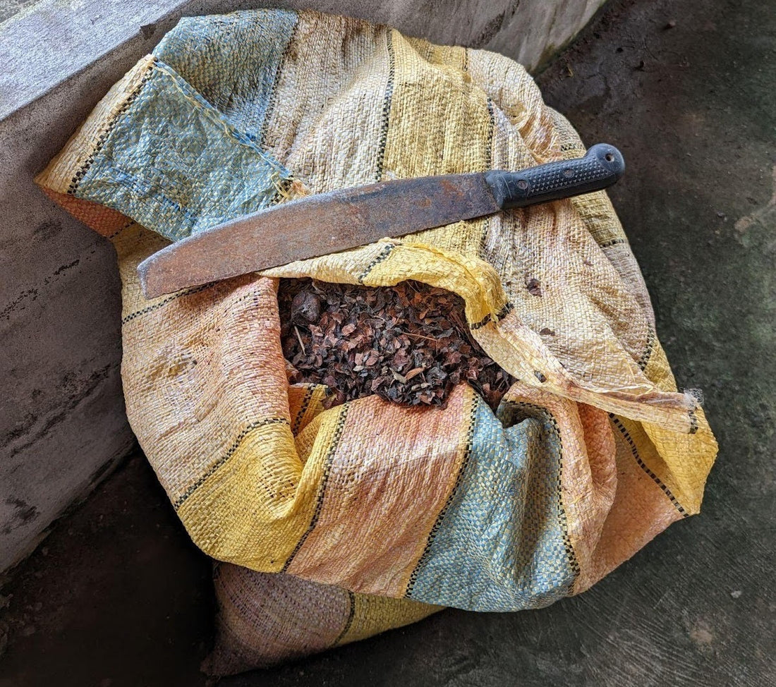 Cacao Husk as Biofuel: Turning Waste Into Energy