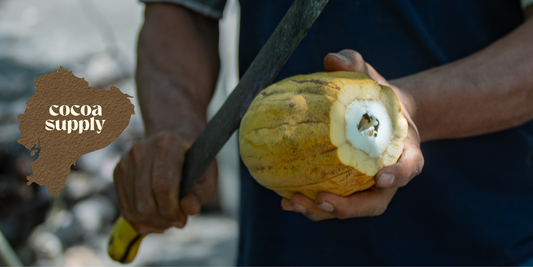Why Ecuador is the Best Choice for Sourcing Cacao