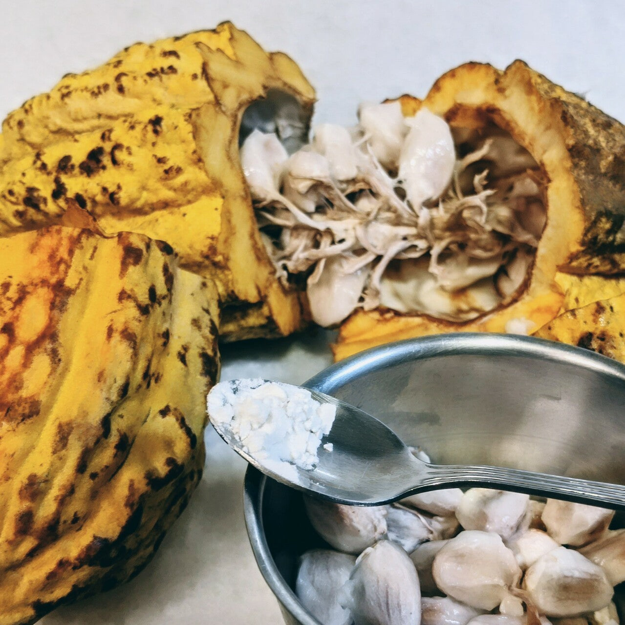 opened cacao fruits with pulp powder on a spoon